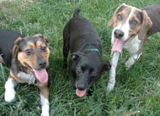 Three dogs playing in the grass