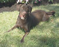 Chocolate Lab in grass