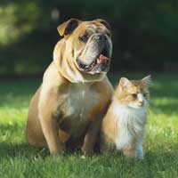 Bulldog and Cat together in grass